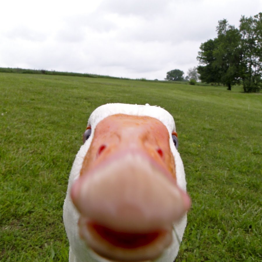 Гусь в пиджаке