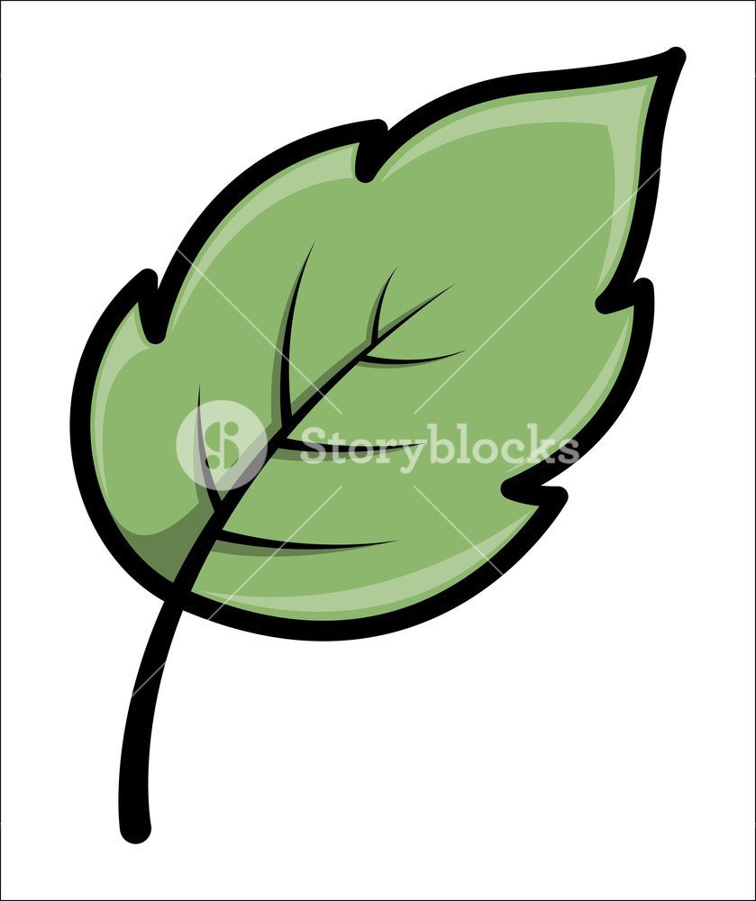 Зеленый лист дерева