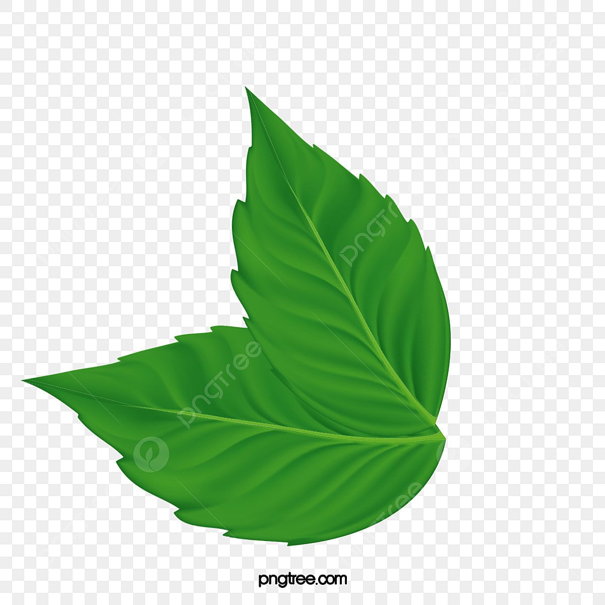 Маленькие листочки