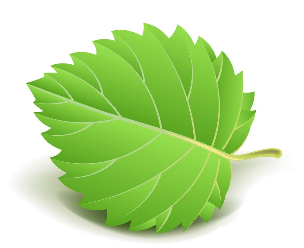 Листик от дерева вектор