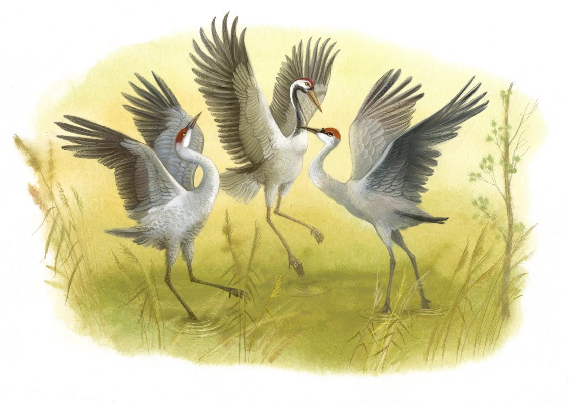 Журавль для детей