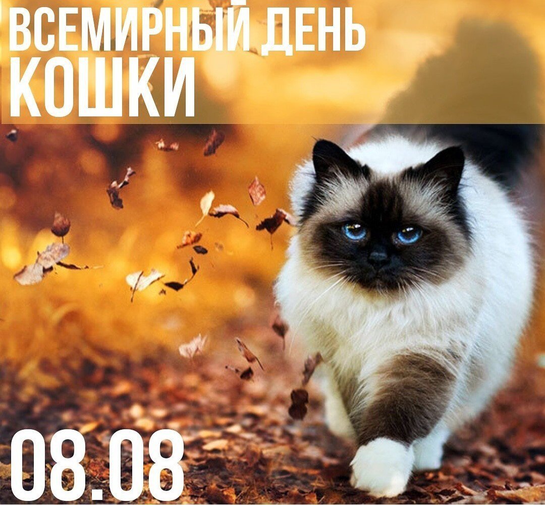 Кошка Сибирская Кошляндия