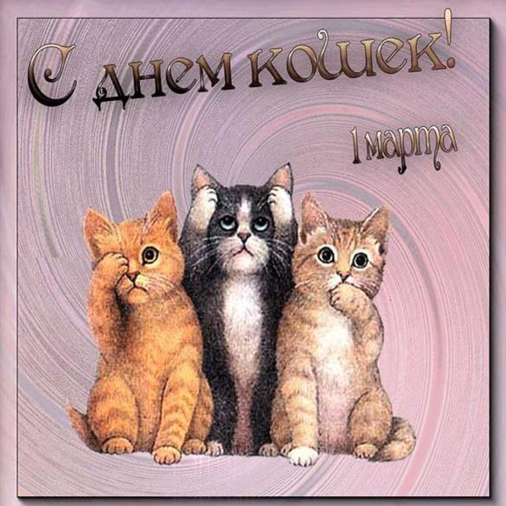 Белая кошка и цветы