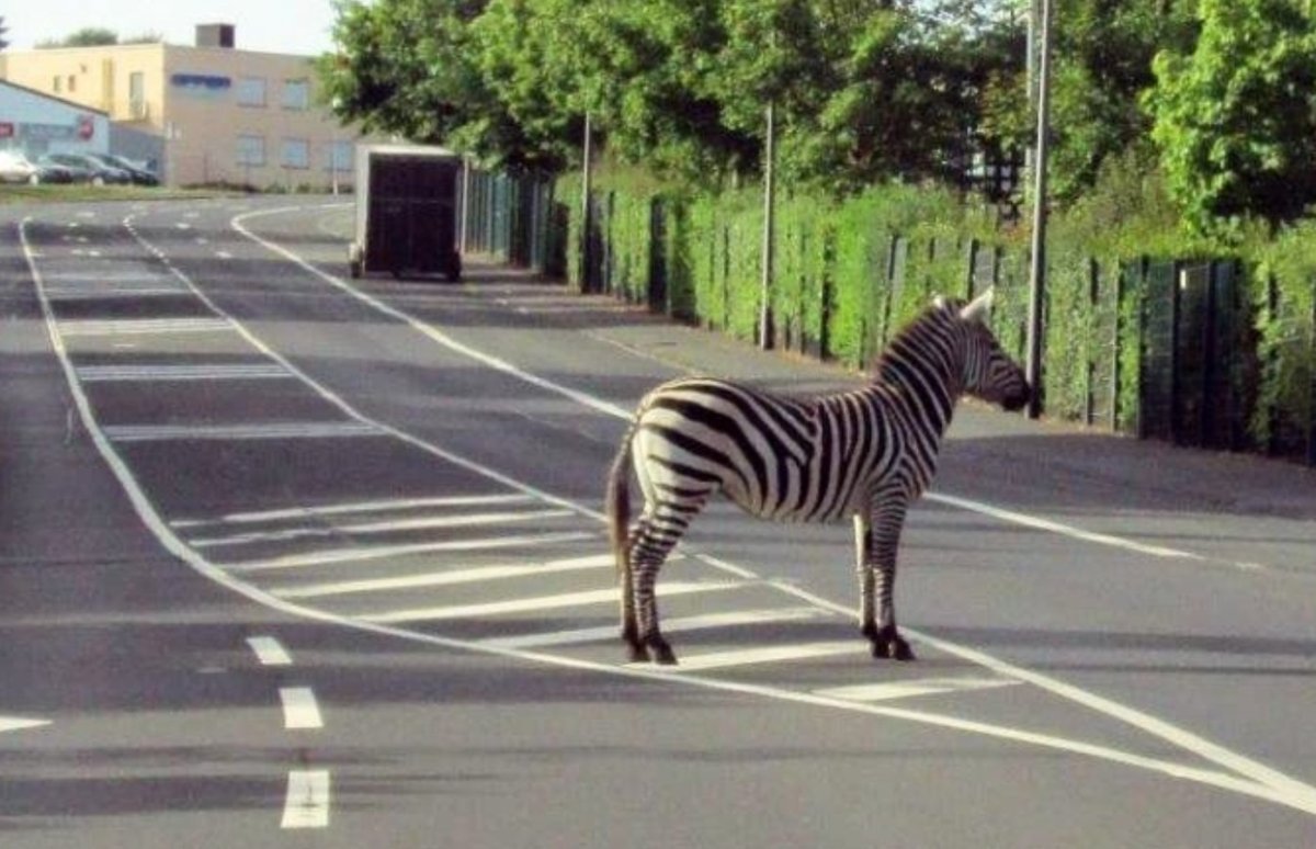Зебра с островком безопасности