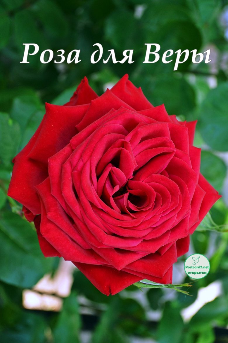 Поздравления с днём рождения Ежик