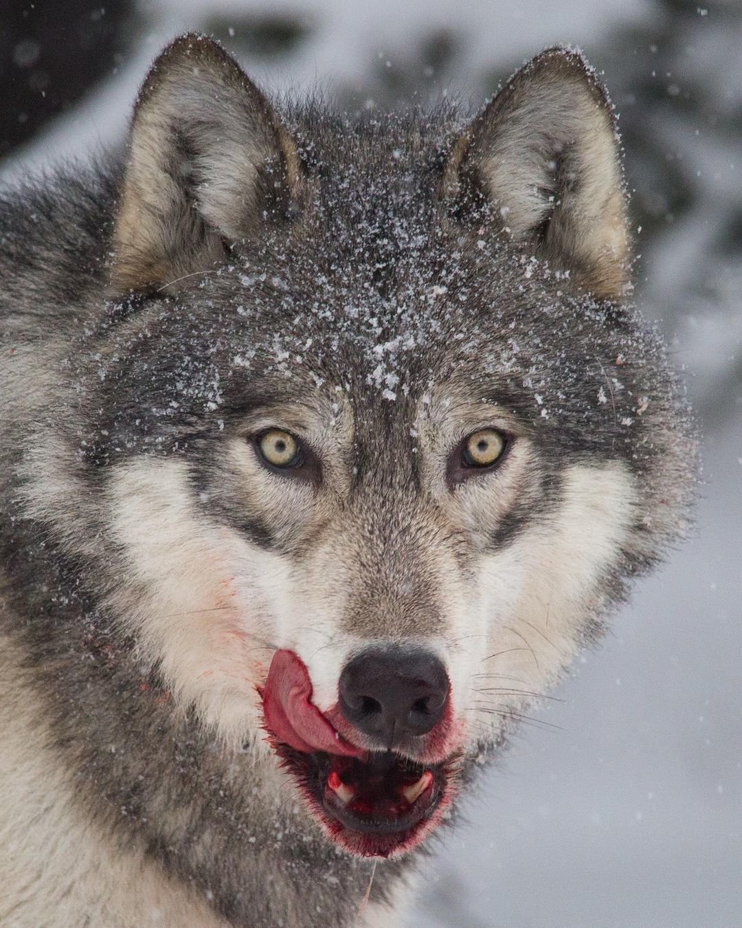 Сибирский derskiy волк