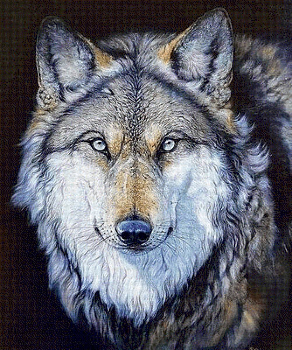 Волк картинка