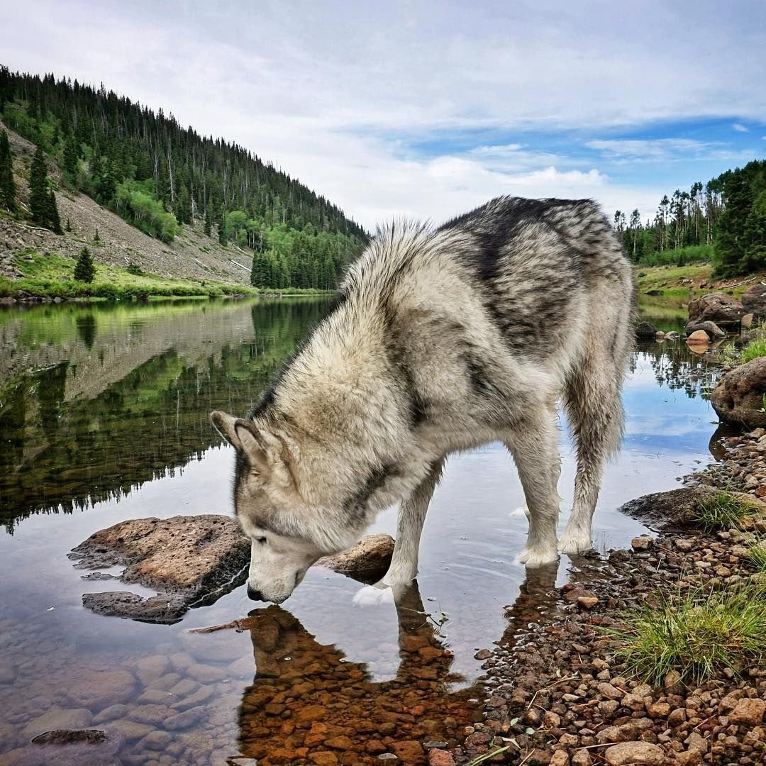 Эбен Маккриммон