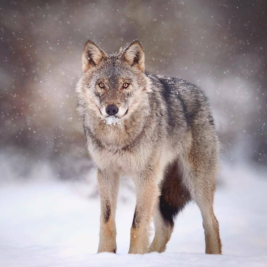 Саид Волков