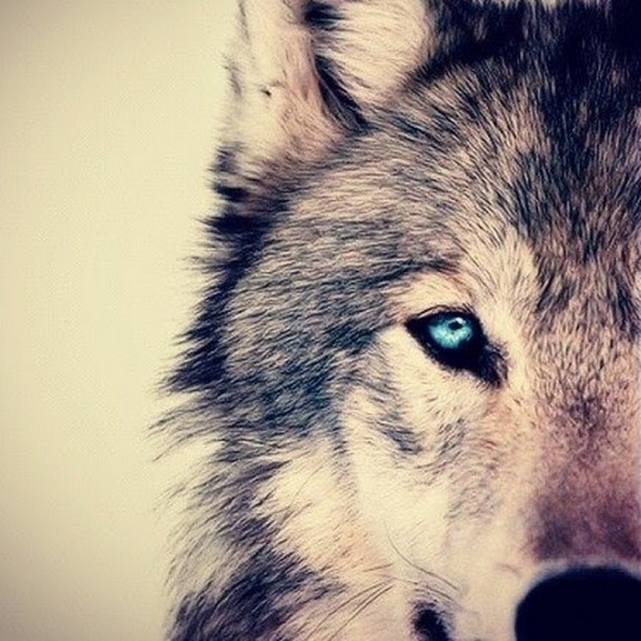 Картинки волка красивые