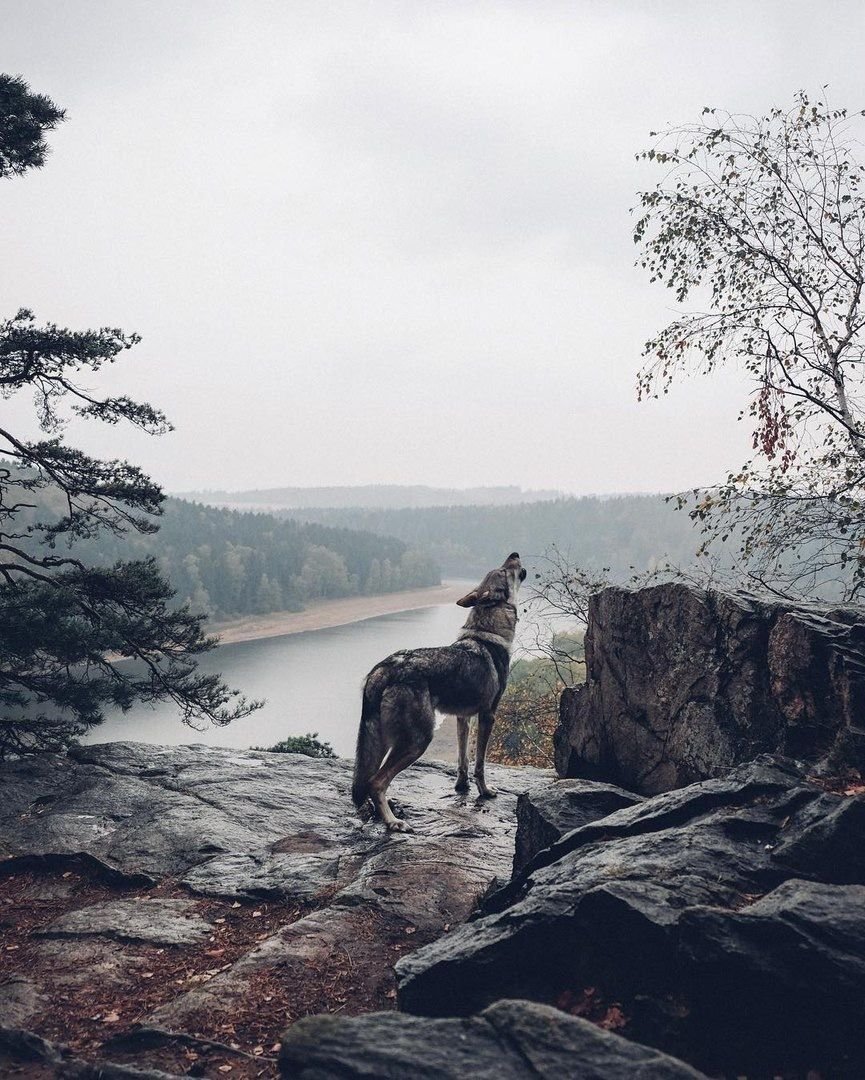 Волк обнимает девушку