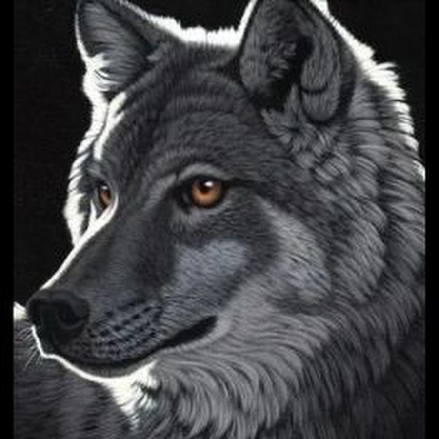 Красивый волк