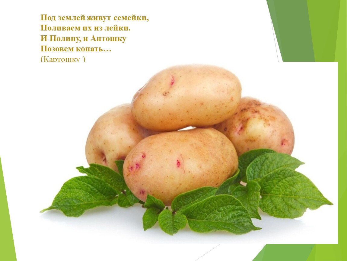 Сорт картофеля Аврора