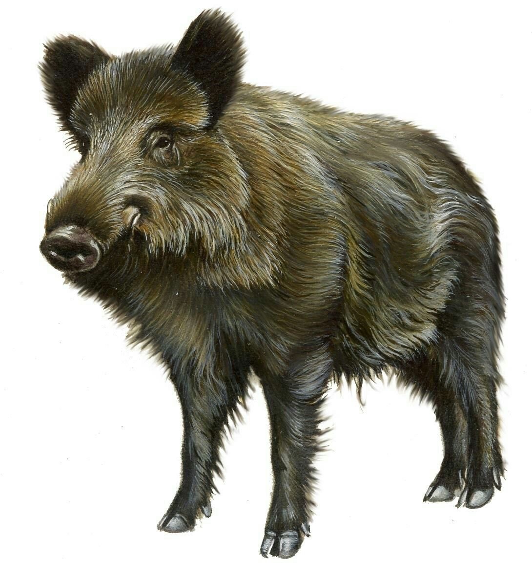 Кабан для детей