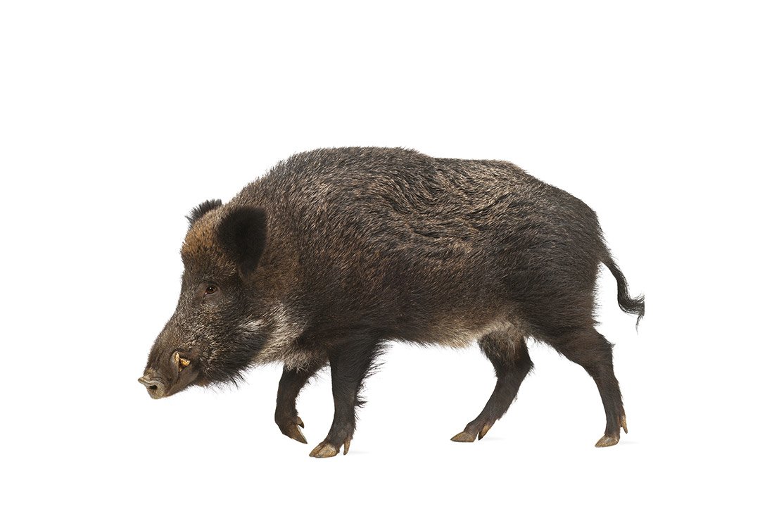 Кабан на белом фоне