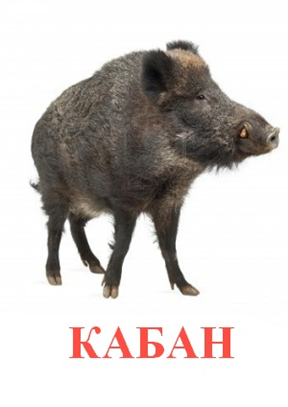 Дикий кабан