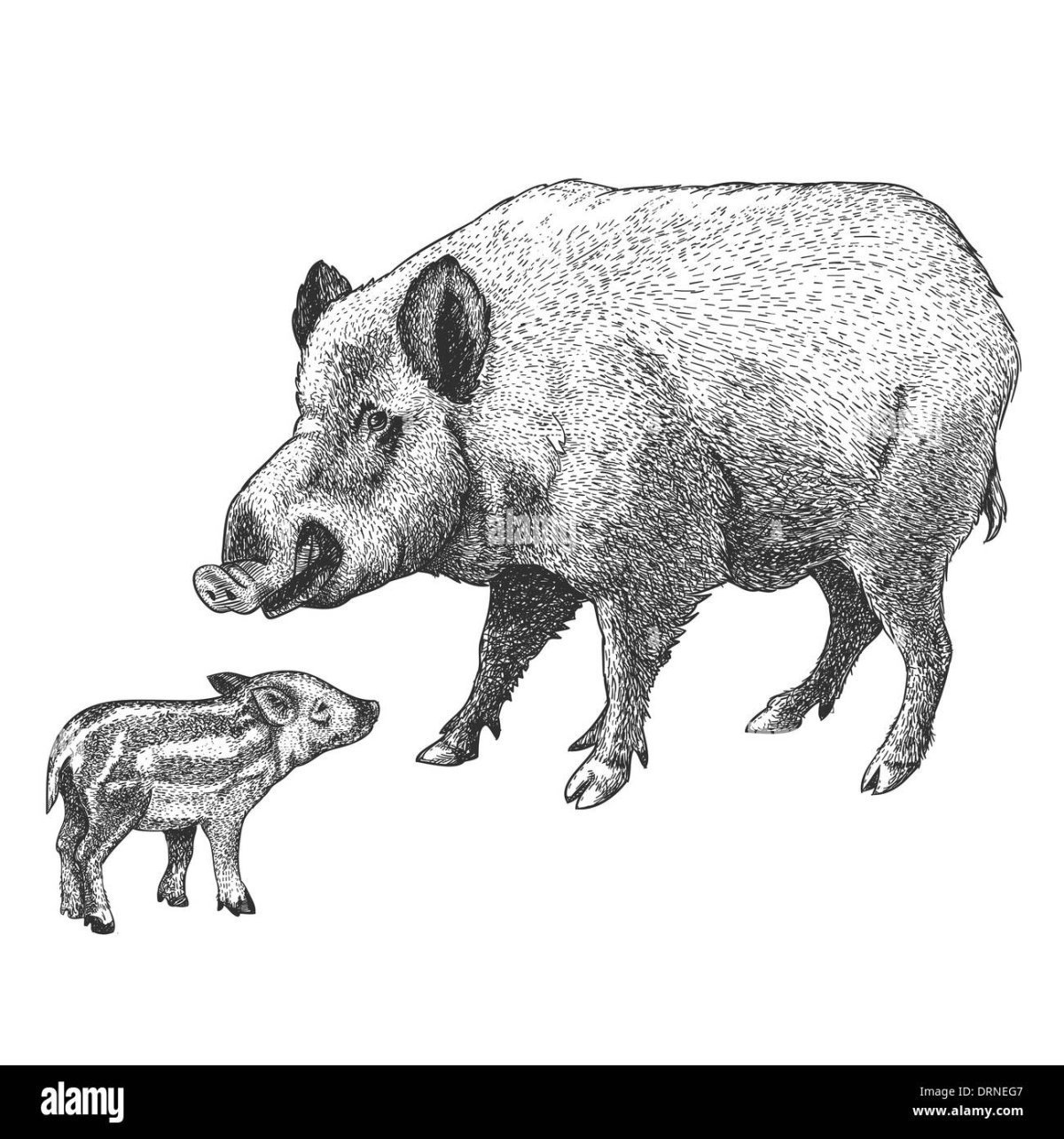 Раскраска кабан с кабанятами