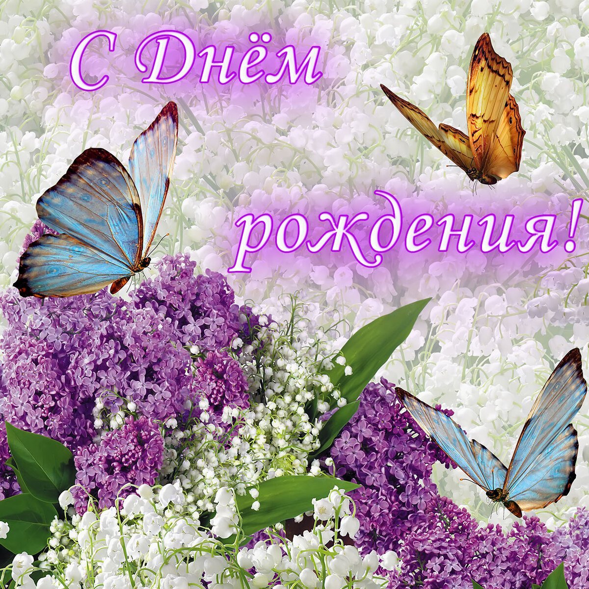 Прекрасные нежные цветы