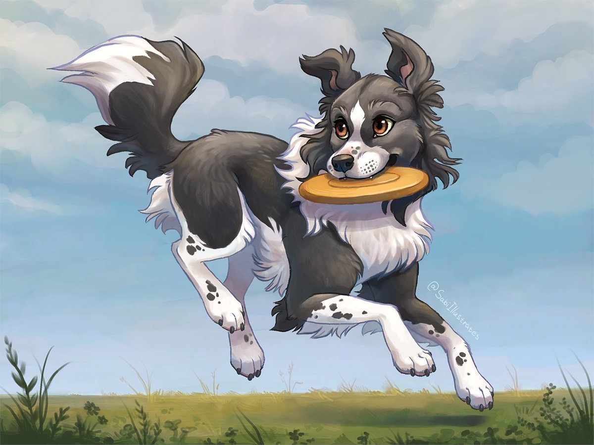 Бордер колли рефференс