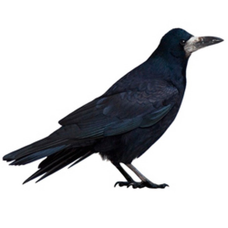 Грач для детей