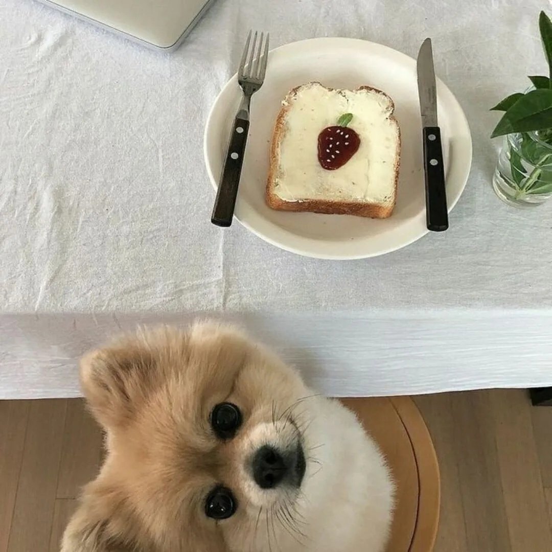 Доброе утро собаки