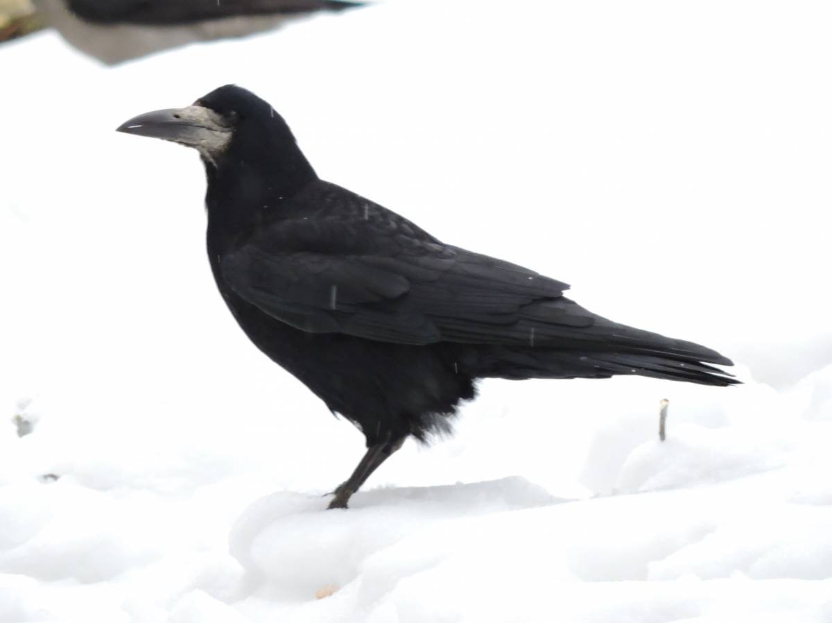 Птица ворона на белом фоне