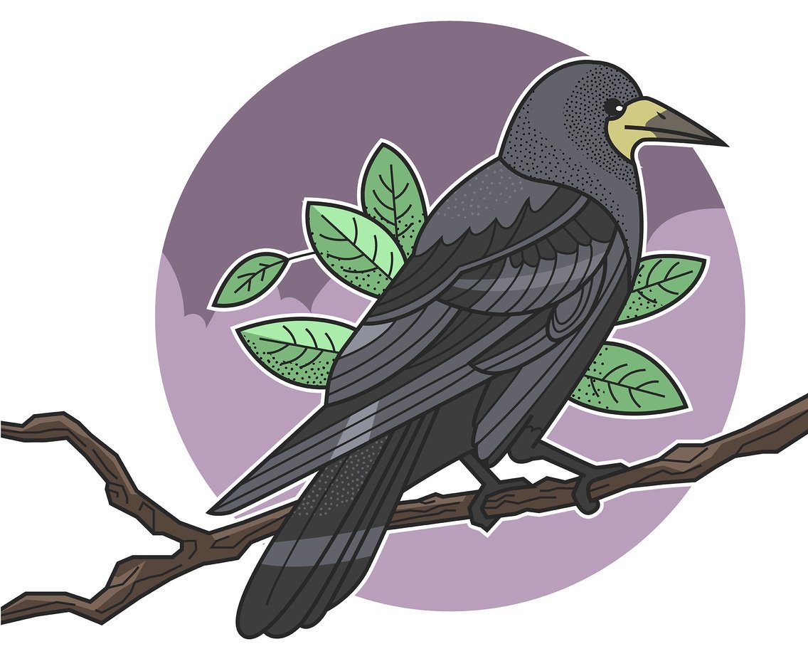 Грач рисунок