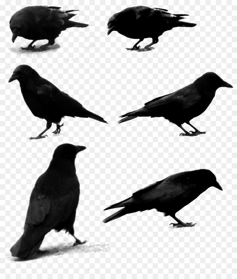 Белоносый Грач