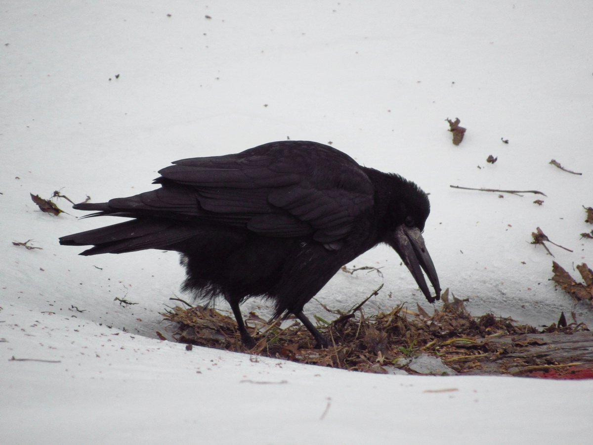 Грач на белом фоне
