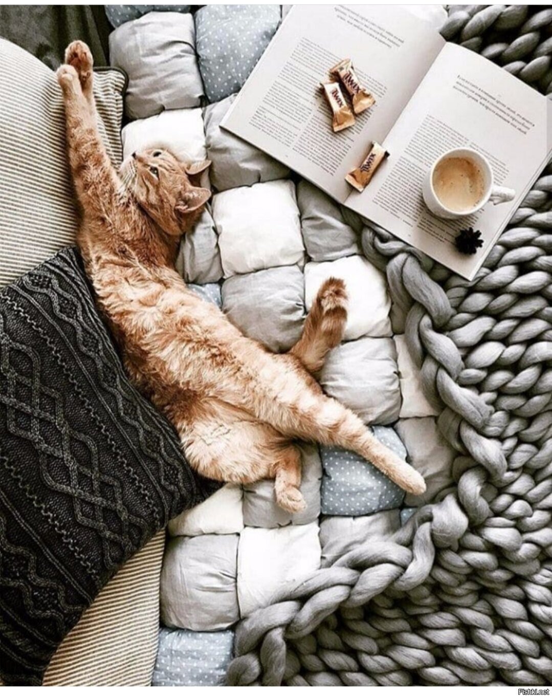 Уютный котик