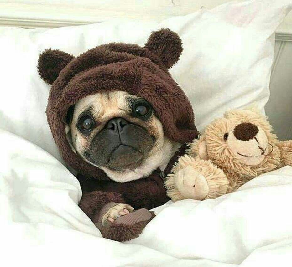 Доброе утро Мопс