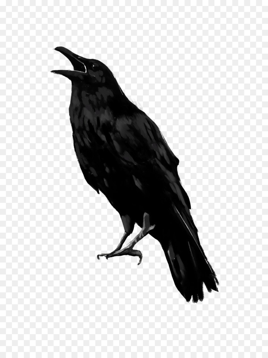 Ворон на белом фоне