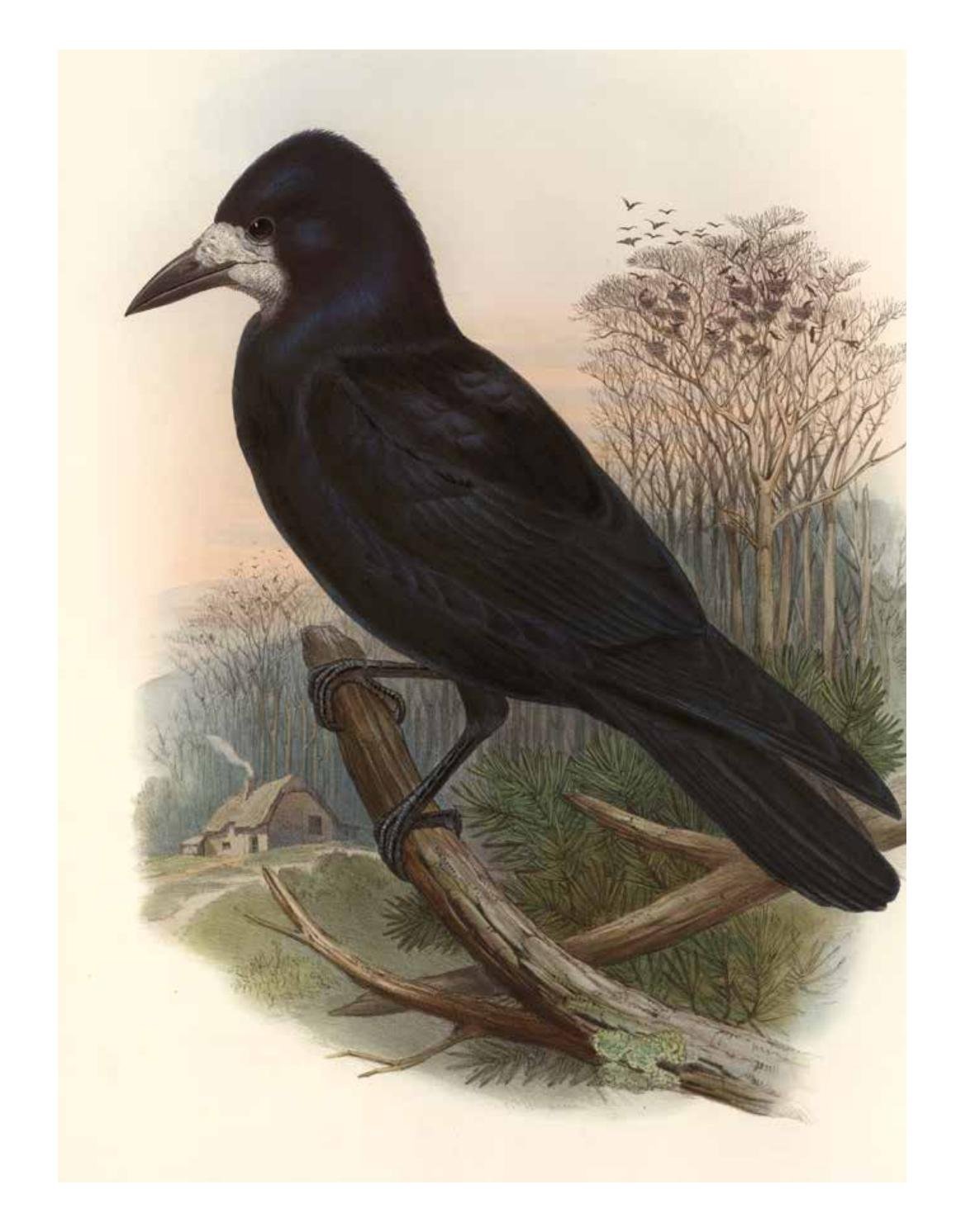 Грач и грачиха