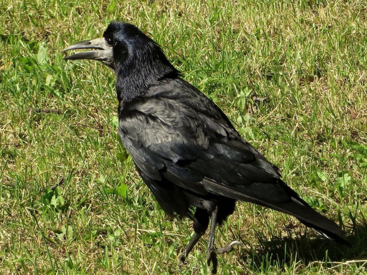 Рисование Грача