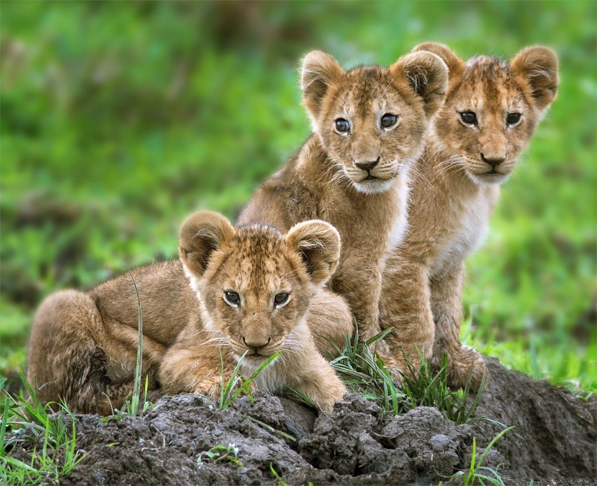 Красивые Детеныши животных