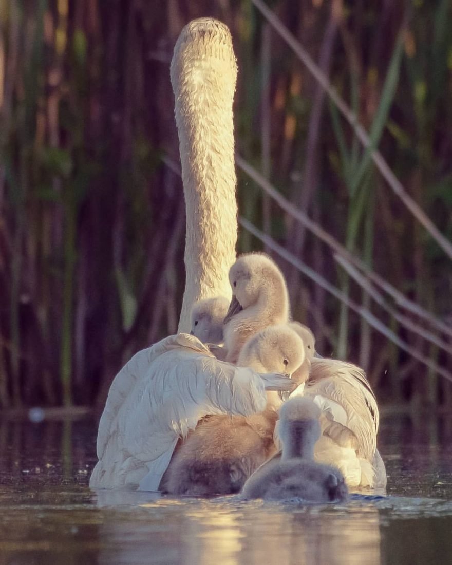 Группа животных фото