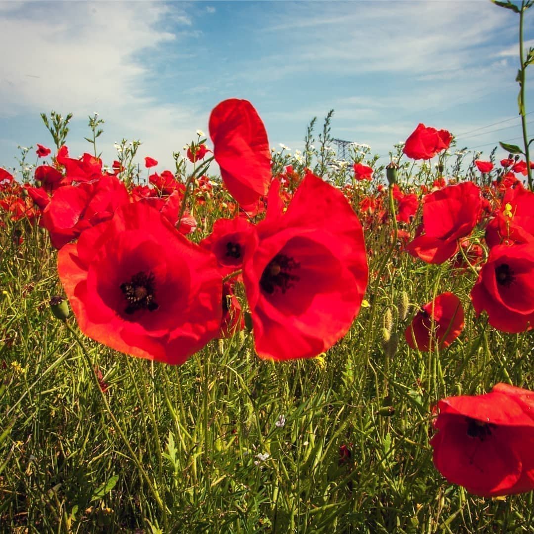 Марина Филатова Фотонатюрморты с маками