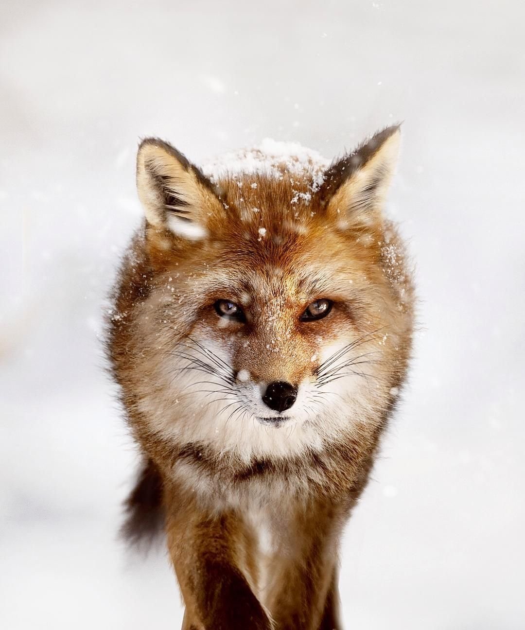 Дикие животные