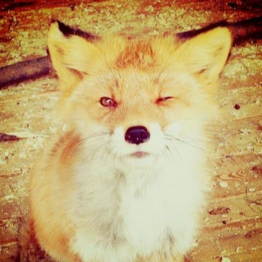 Лиса на аву