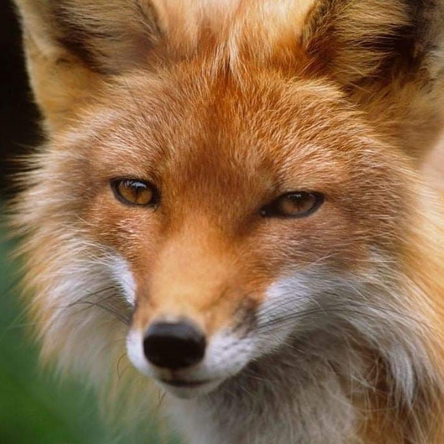 Картинки Лис на аву