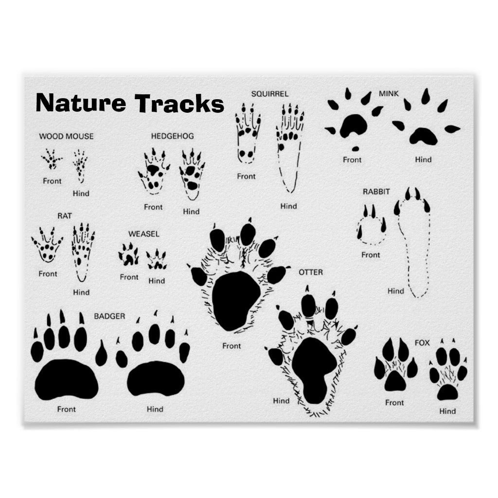 Следы животных и птиц