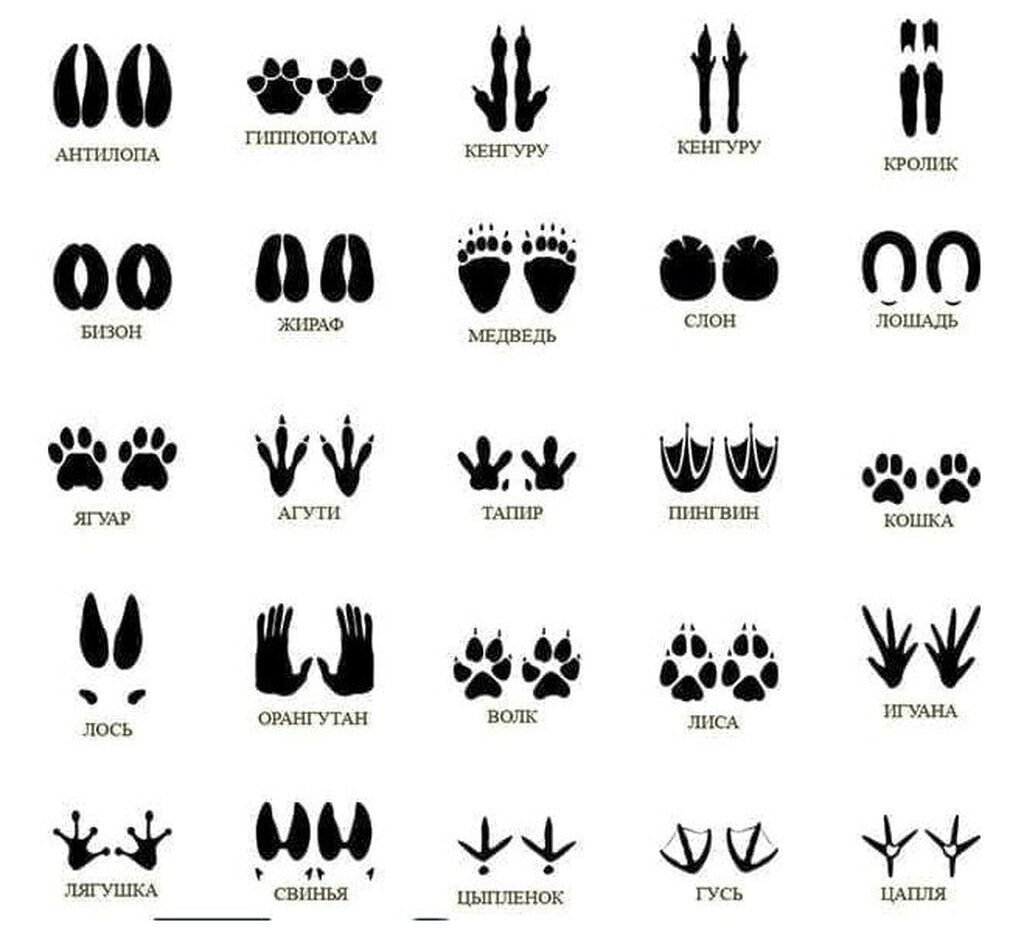 Отпечатки следов животных с подписями