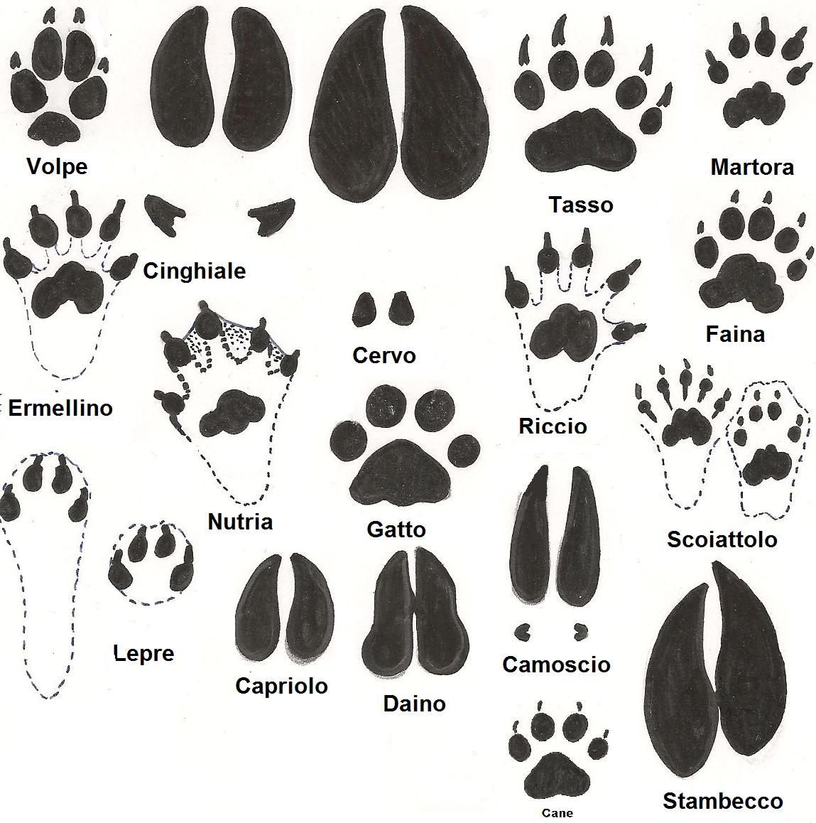 Следы парнокопытных животных