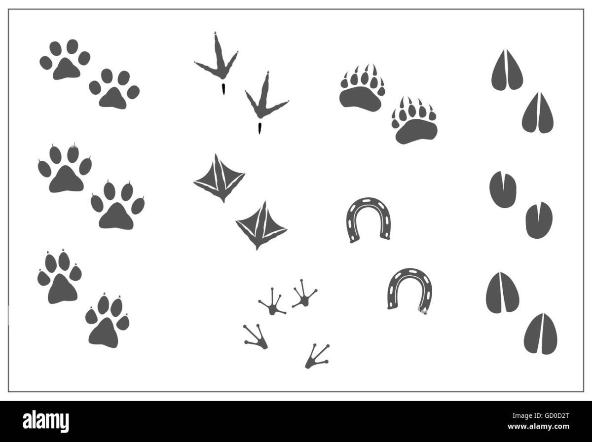 След коровы и лошади