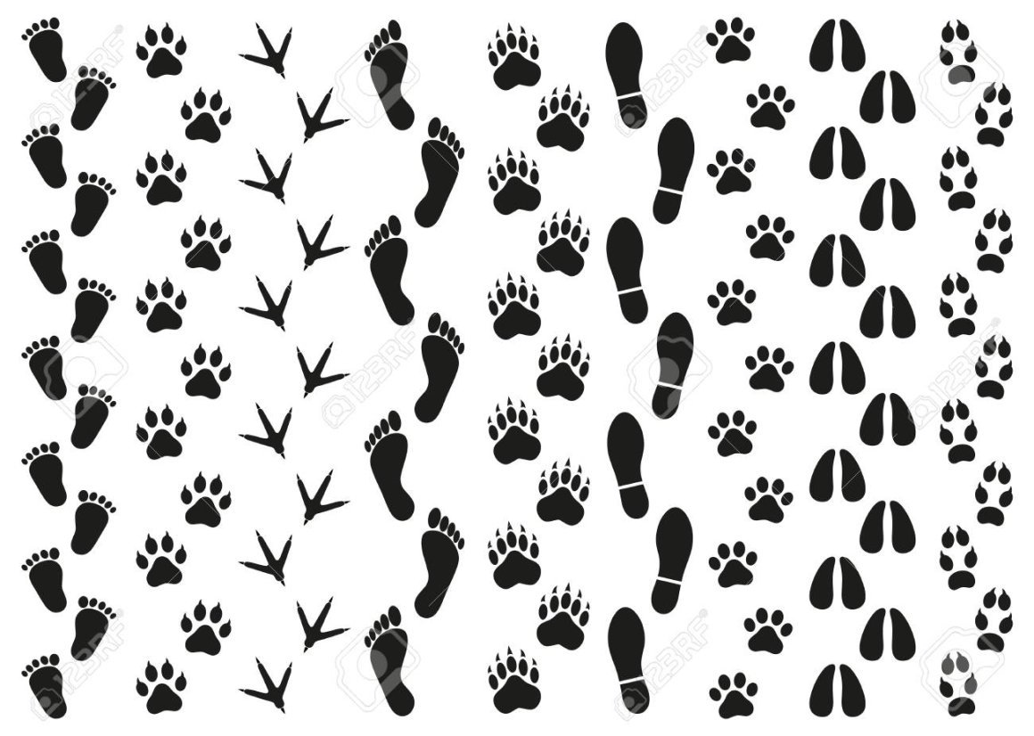 Отпечатки следов животных