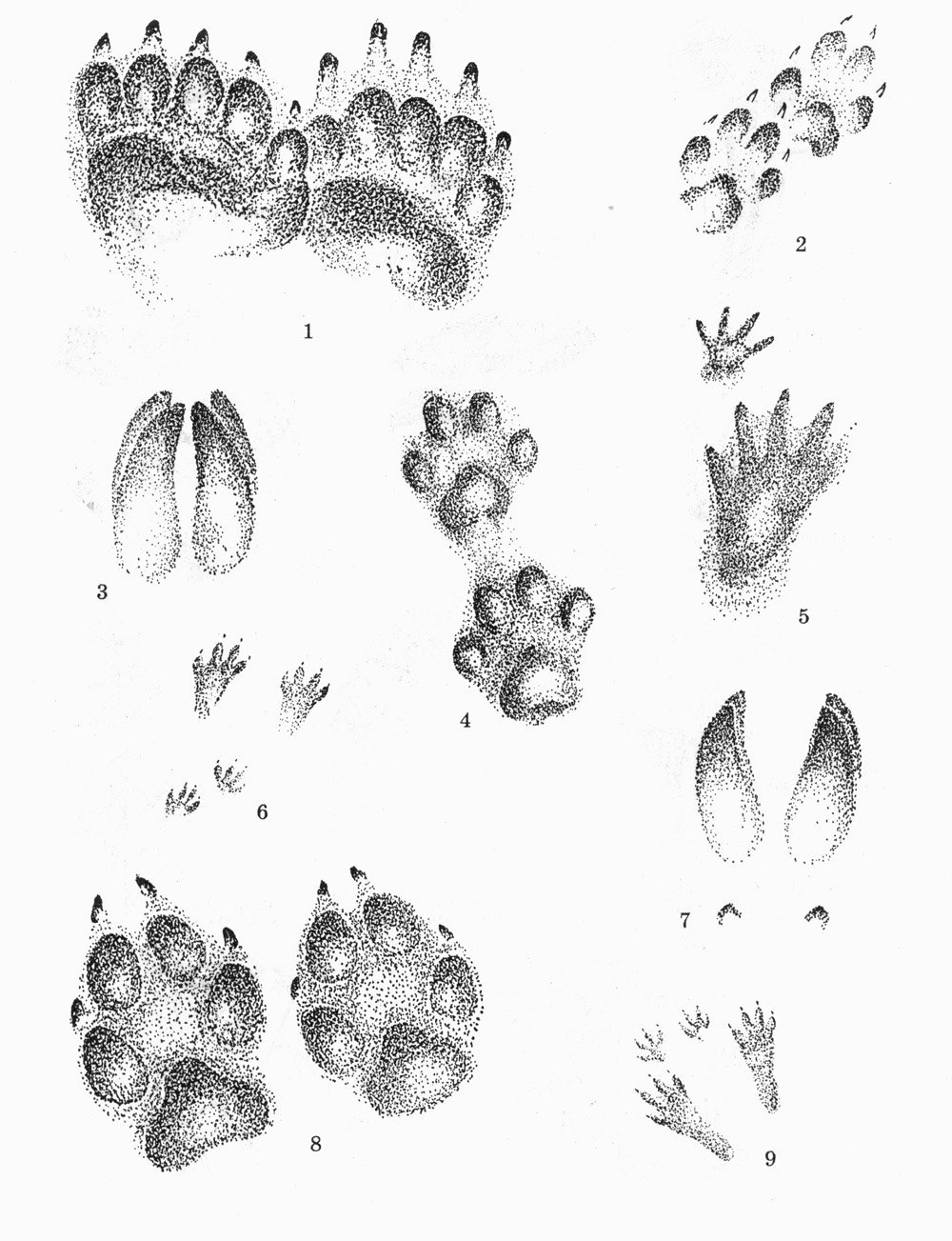 Следы животных