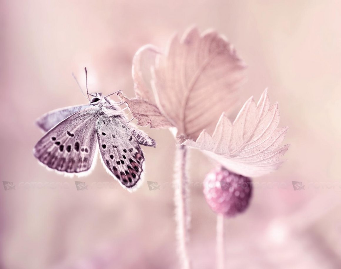 Бабочки пастельных тонов