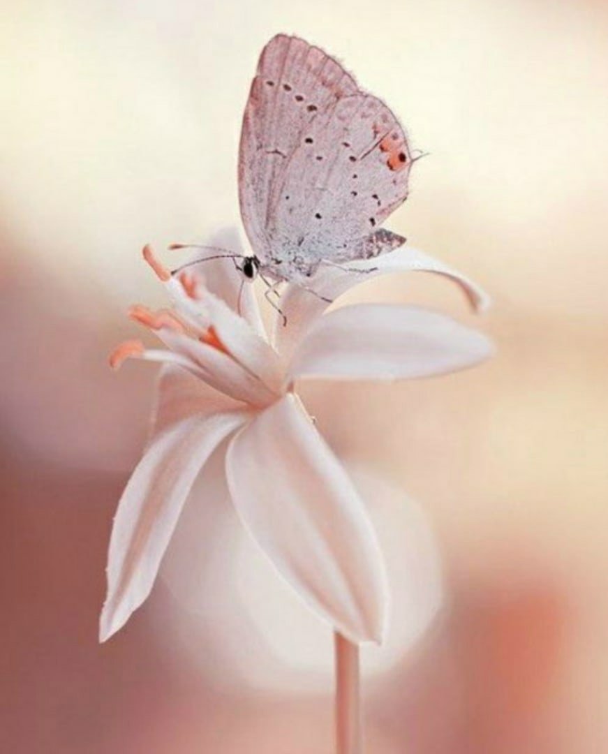 Бабочки пастельных тонов