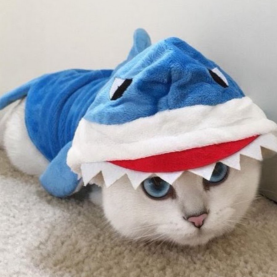 Кот в костюме акулы