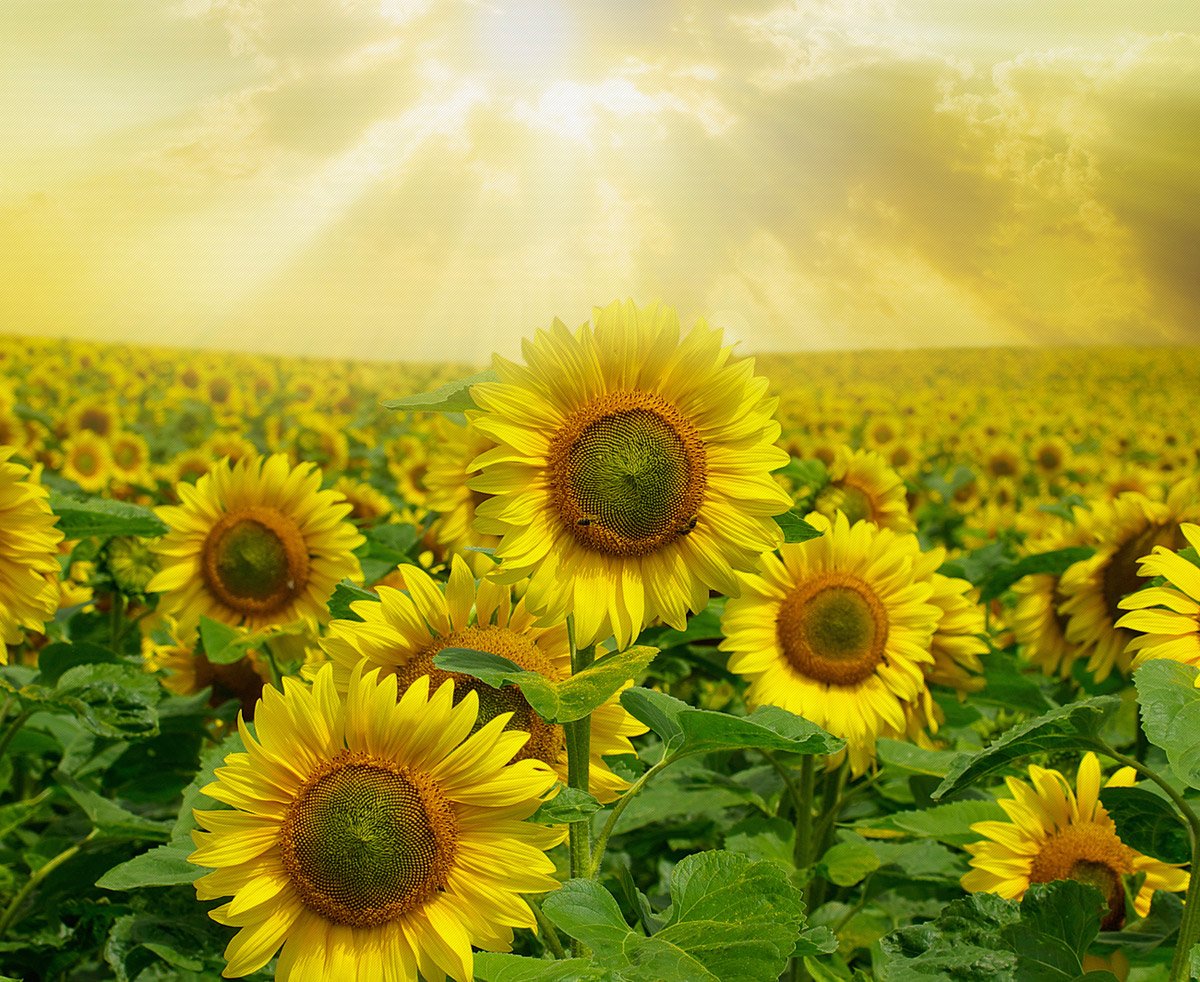 Сельское хозяйство презентация